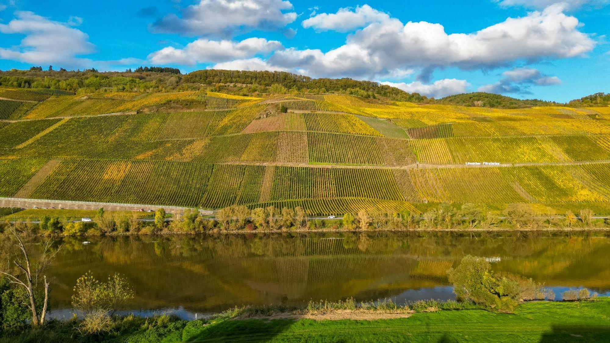 Moselappartements By Weingut Marco Adamy Losnich Экстерьер фото